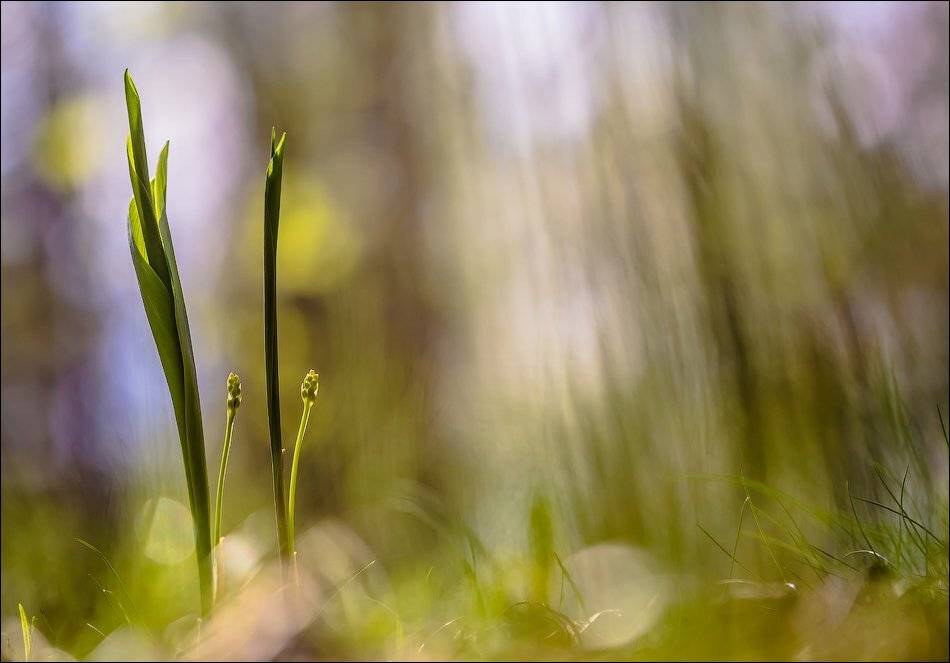 , Бурлов Андрей