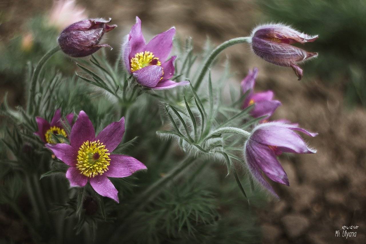 , Ульяна Буканова (Мизинова)