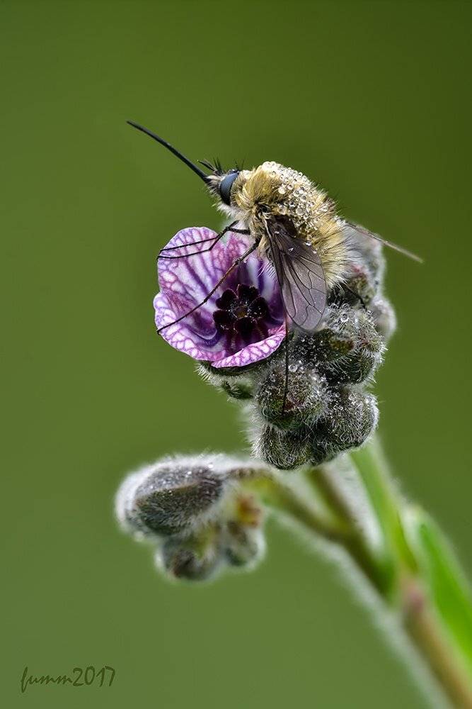 , Игорь ФУММ