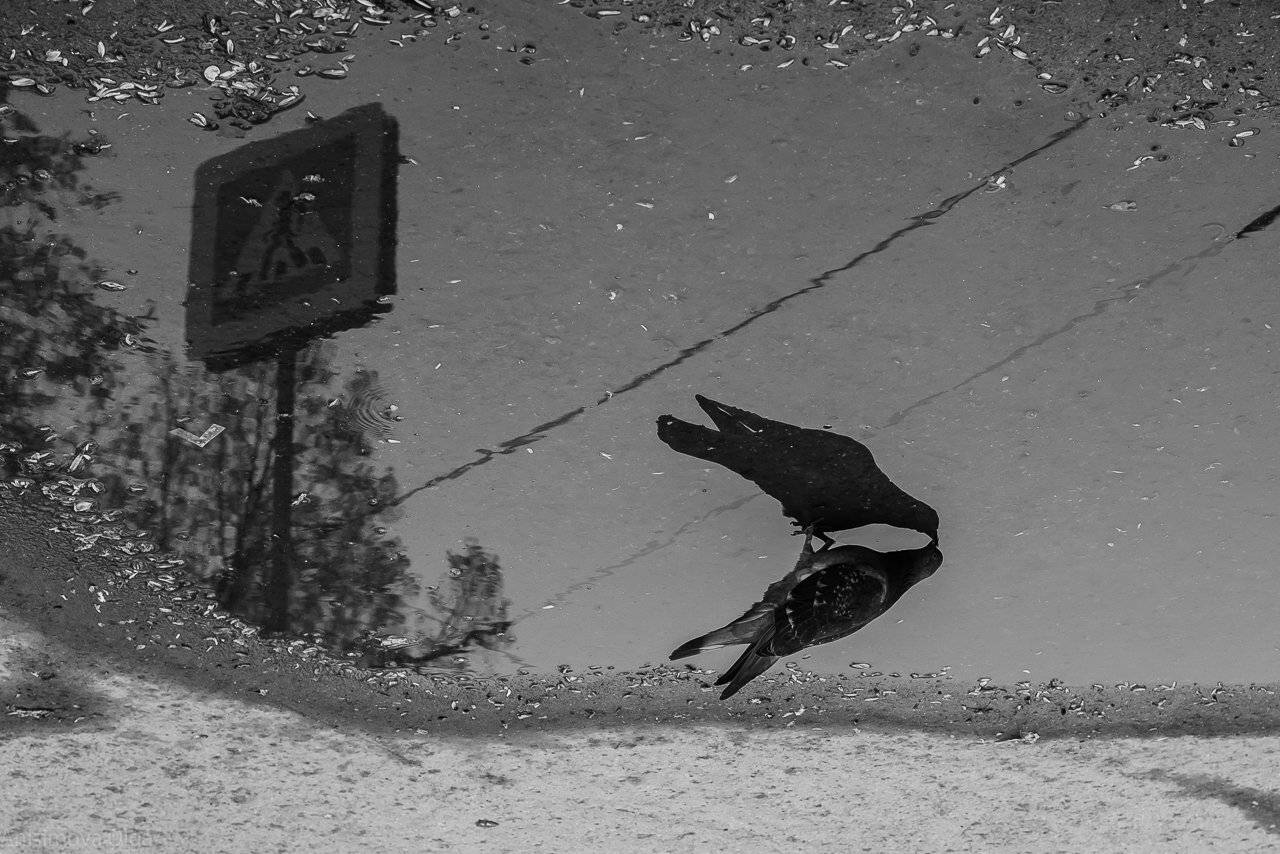 , Анисимова Ольга Леонидовна