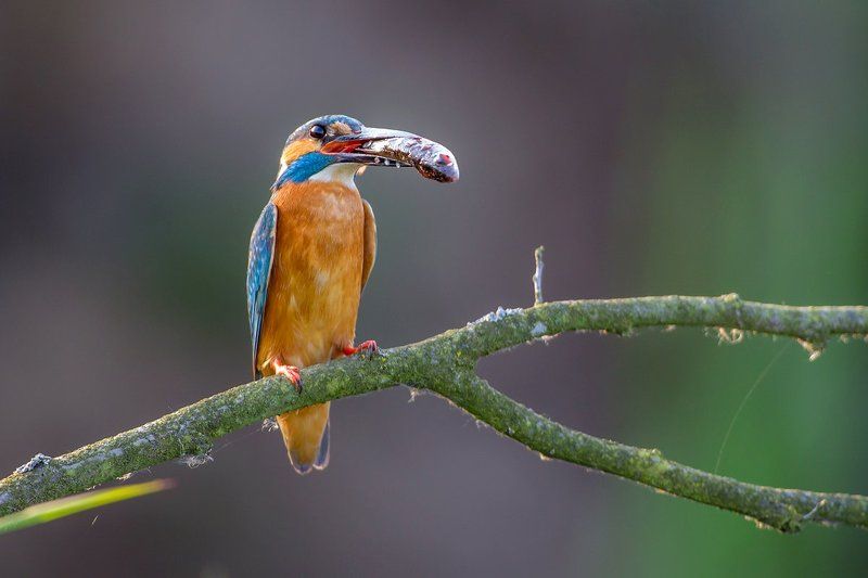 Kingfisher фото превью