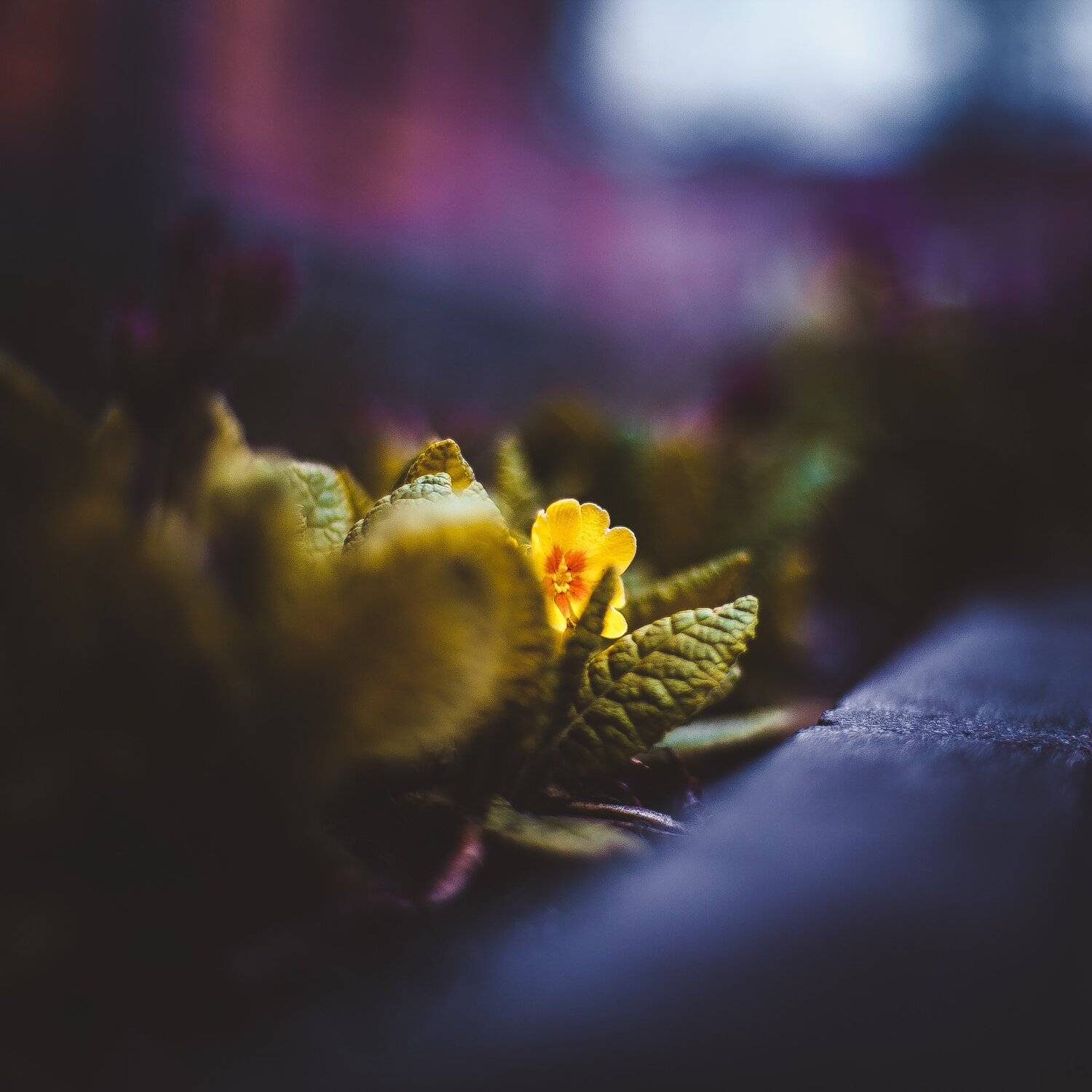 ботанический сад, макро, цветы, зелень, природа, Манченко Кристина