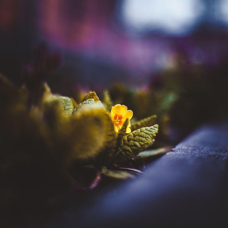 ботанический сад, макро, цветы, зелень, природа В ботаническом саду фото превью