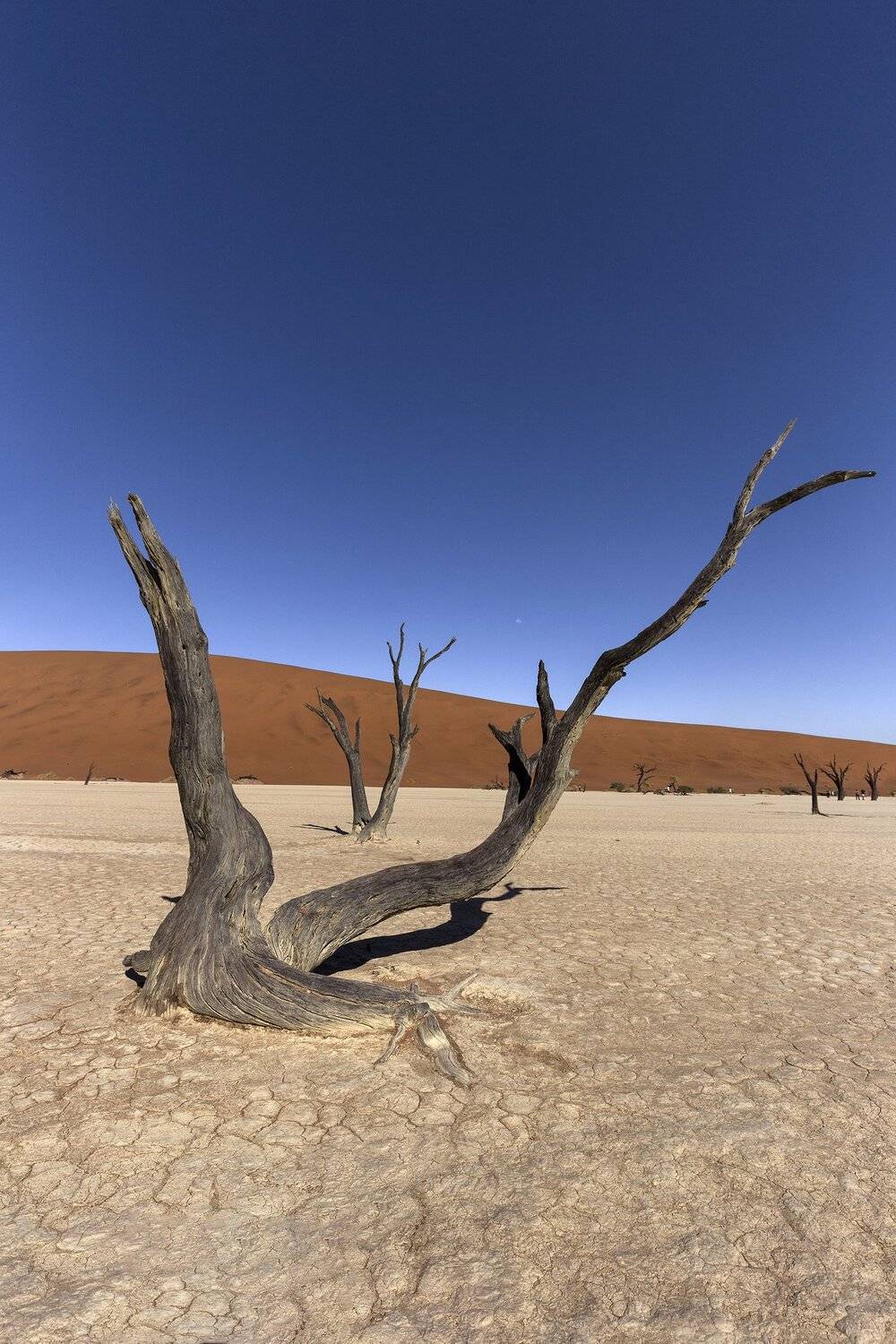 sossusvlei, namibia, dead, deadvlei, vlei, africa, blue, red, sky, park, national, camelthorn, beautiful, white, nature, naukluft, natural, travel, namib, landscape, tree, orange, outdoor, day, tourism, Гайдабуров Сергей