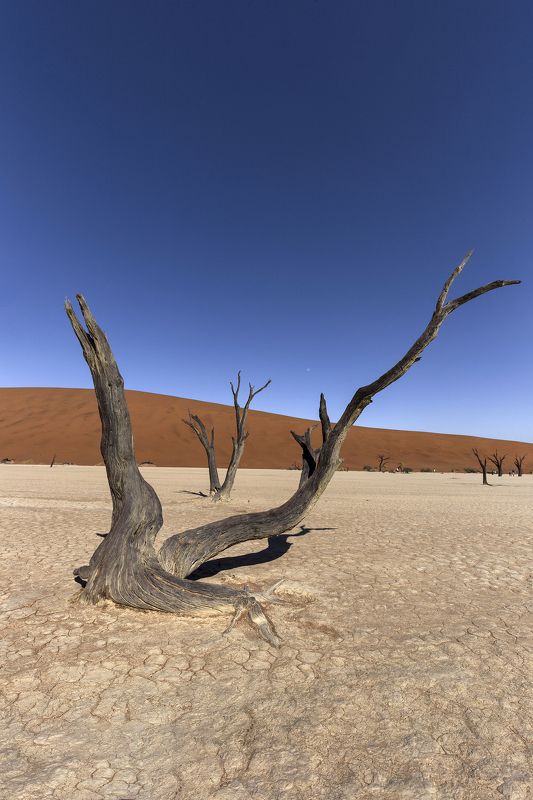sossusvlei, namibia, dead, deadvlei, vlei, africa, blue, red, sky, park, national, camelthorn, beautiful, white, nature, naukluft, natural, travel, namib, landscape, tree, orange, outdoor, day, tourism Namibia Desert Sossuvlei фото превью