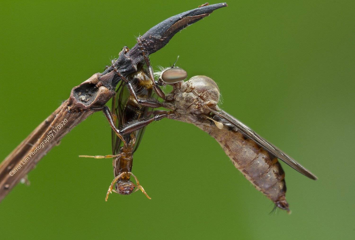 #macro#robberfly#prey#colors, Choo How Lim