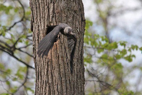 Галкины заботы