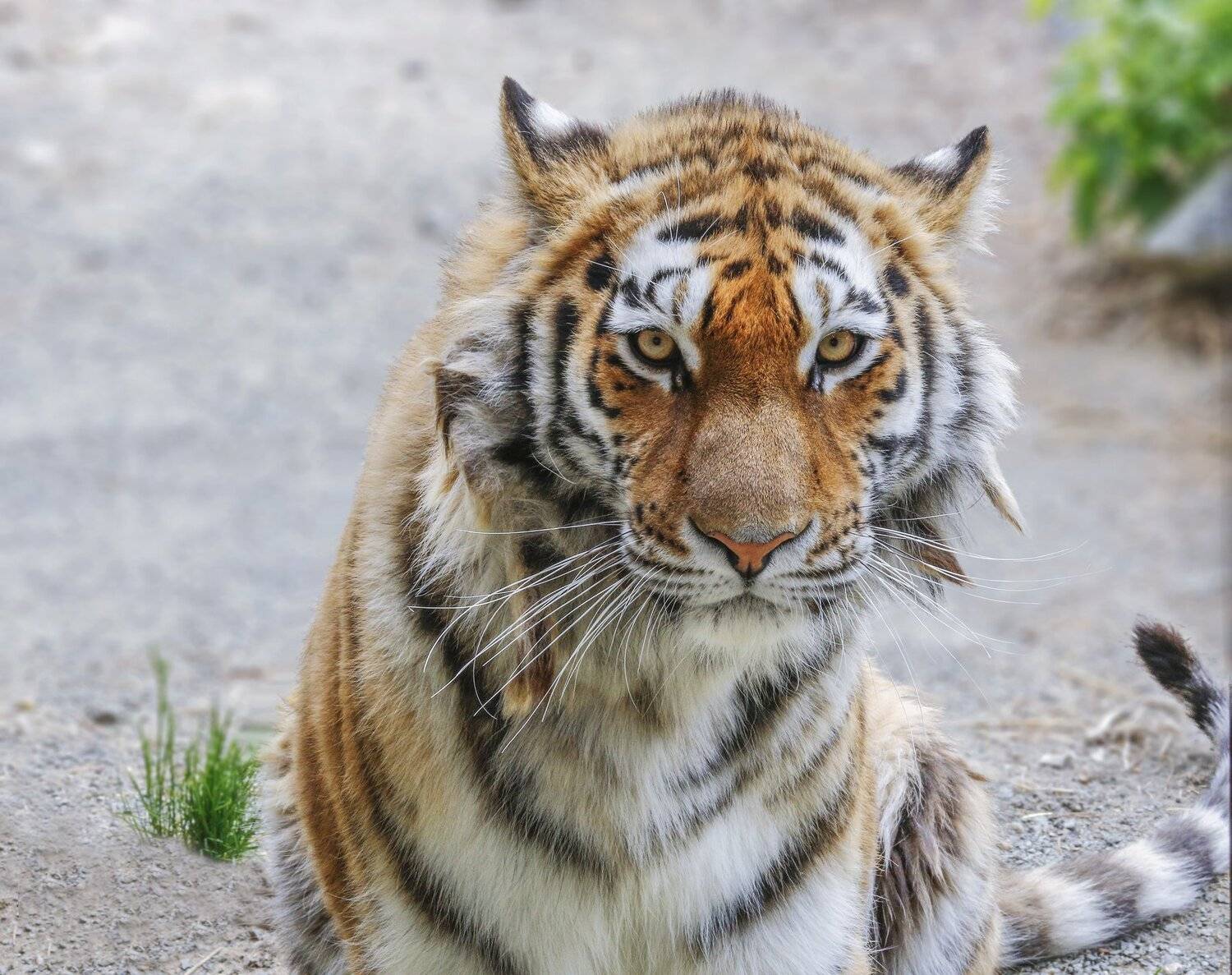 , Олег Богданов