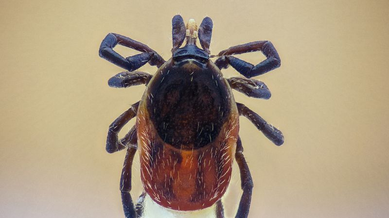 Клещ фото превью