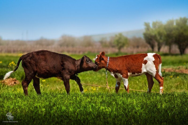трасса краснодар-темрюк, рапс, рапсовое поле, виноградники, персиковый сад, молодой сад, кубань, краснодарский край, кубанские просторы, сельское хозяйство краснодарского края, фермерство, коровы, тёлка, бычок, пастбище, луг, поле, земля, сельхозугодья, я Путешествие из Краснодара в Темрюк фото превью