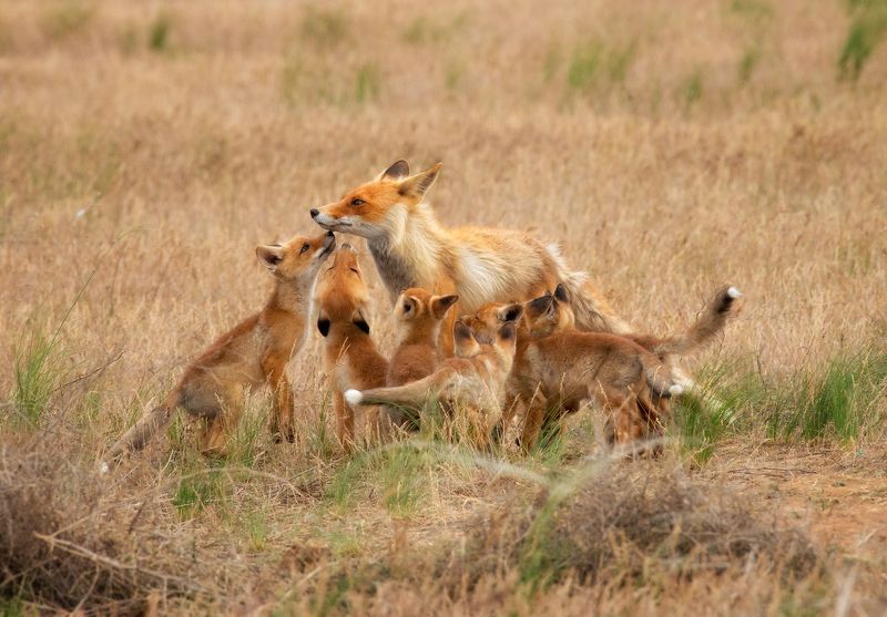 лиса, калмыкия, степь Мама вернулась! фото превью