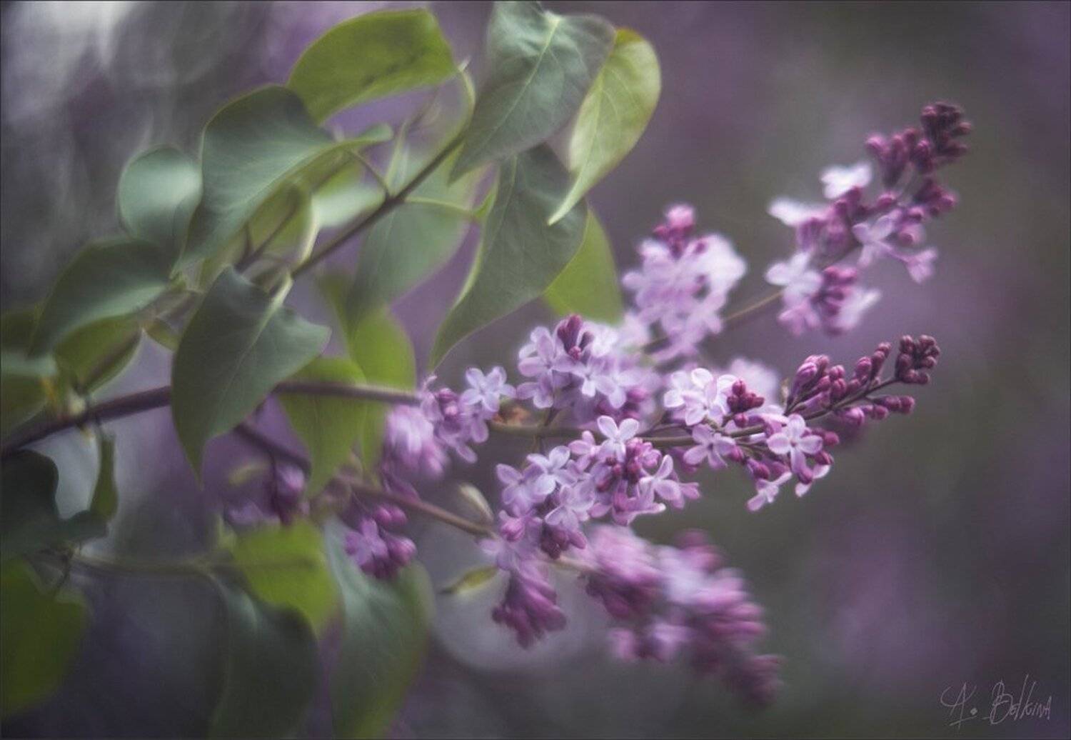 , Ариадна Белкина