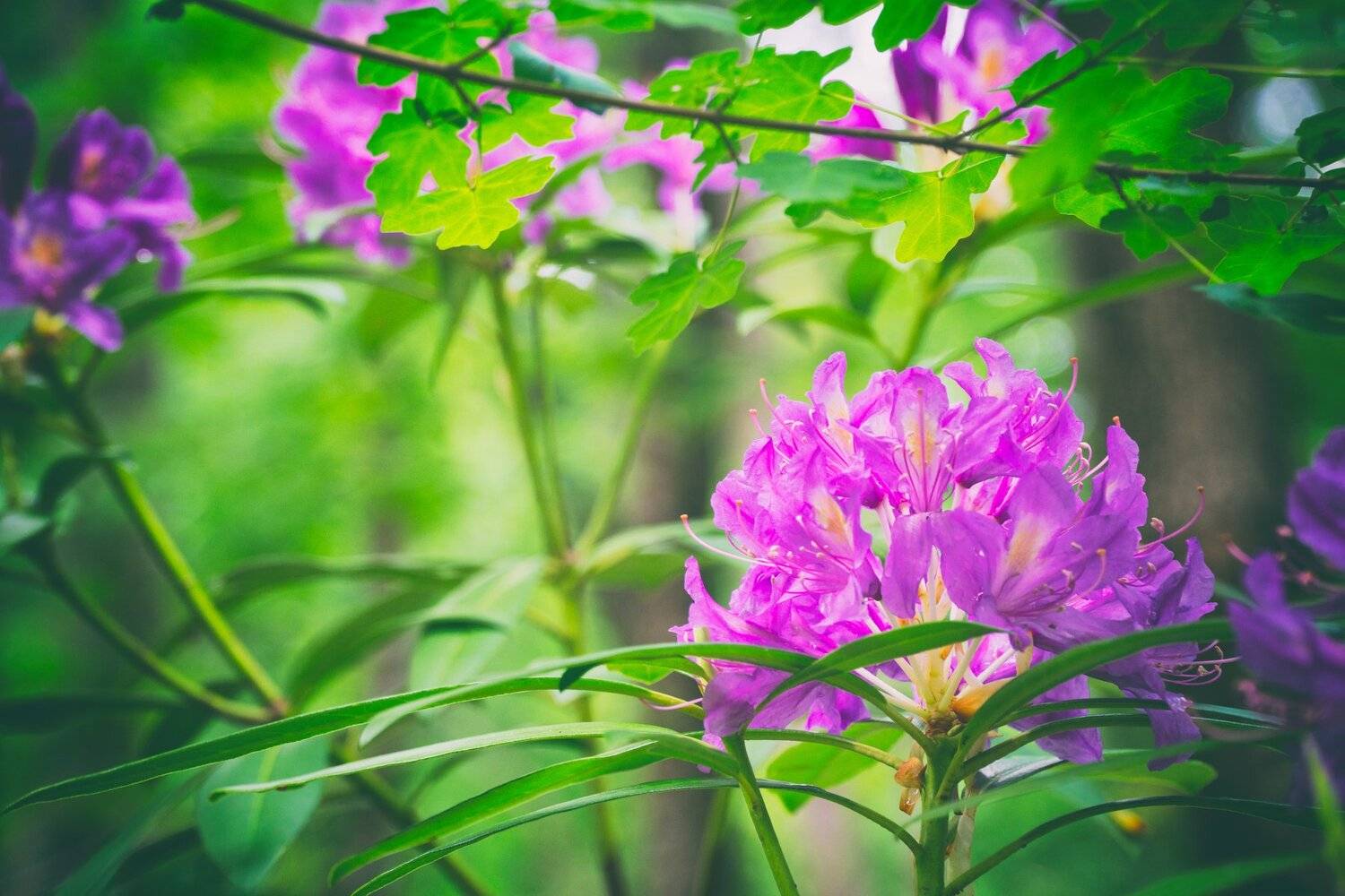 sony a 6000, Tihomir Petkov