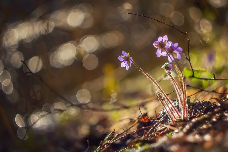 весна печеночница цветы май Графика весны. Про печеночницу фото превью