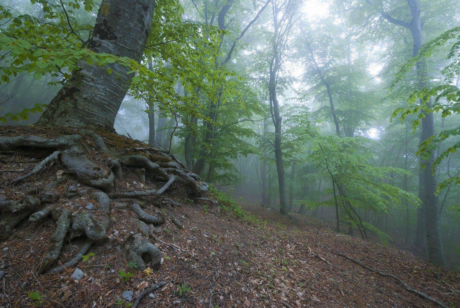 , Саша  Вайсберг / Waldschnepfe /