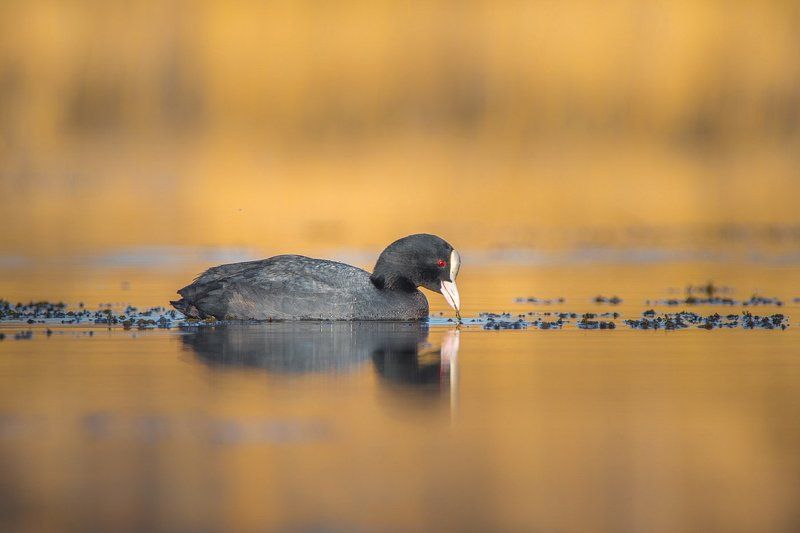 Лысуха.Завтрак. фото превью