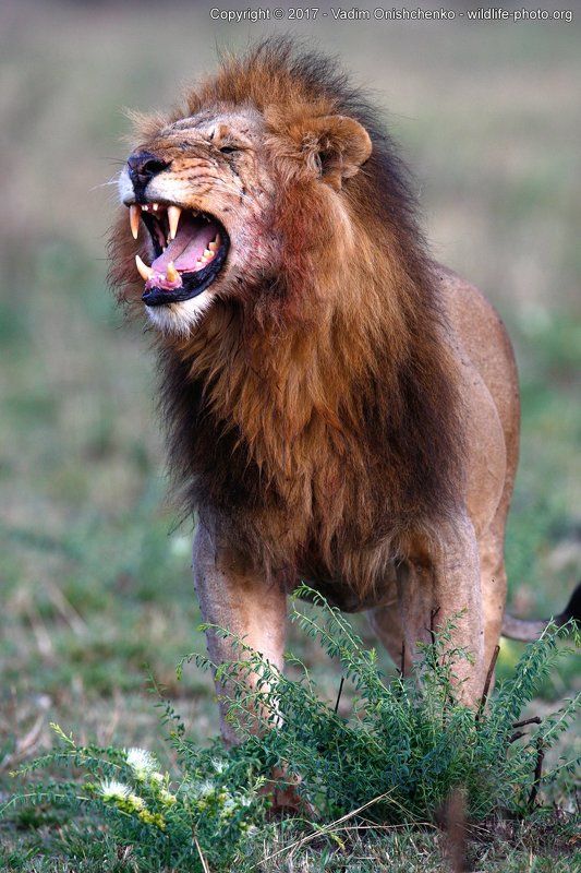 фотосафари, мастер-класс, кения, африка, фотографировать, дикие животные The Lion King фото превью