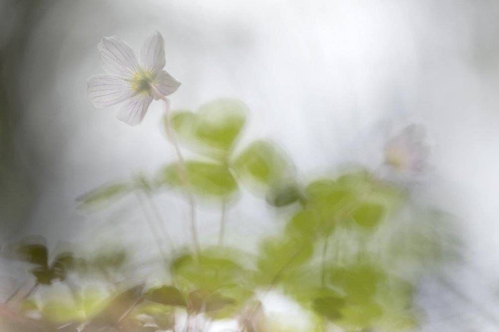 , Иваненко Светлана