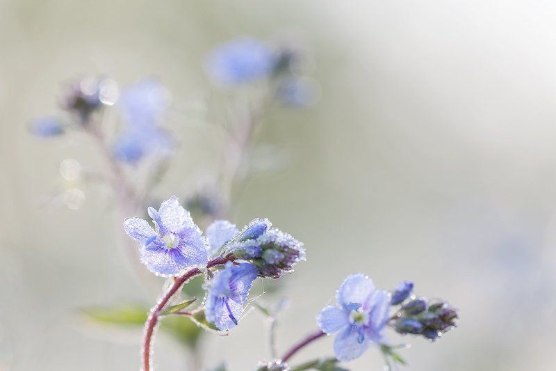 Одним майским утром... фото превью