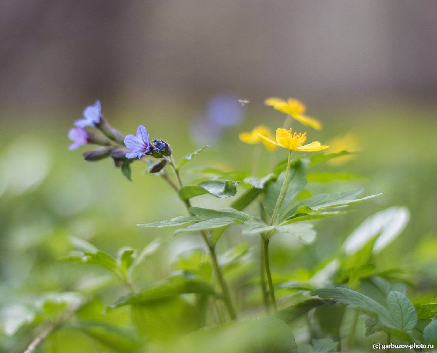 , Гарбузов Илья