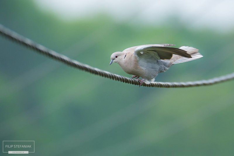 Equilibrist фото превью