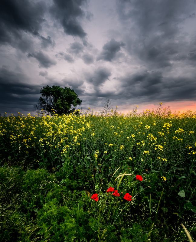 spring,field,tree,sunset,poppy,grass,flowers,clouds,dramatic,sky In the field фото превью