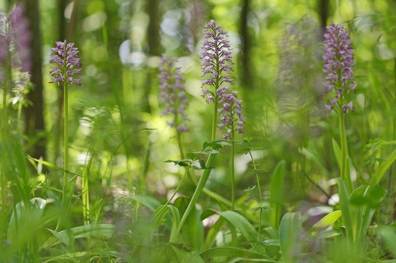 ятрышник, шлемоносный, шлемовидный, orchis, militaris, самарский лес В зарослях орхидей фото превью