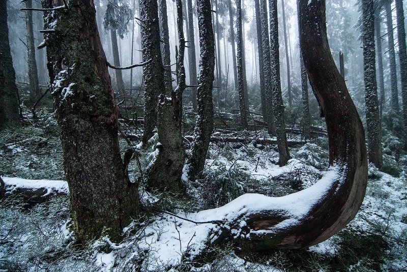Поздний май фото превью