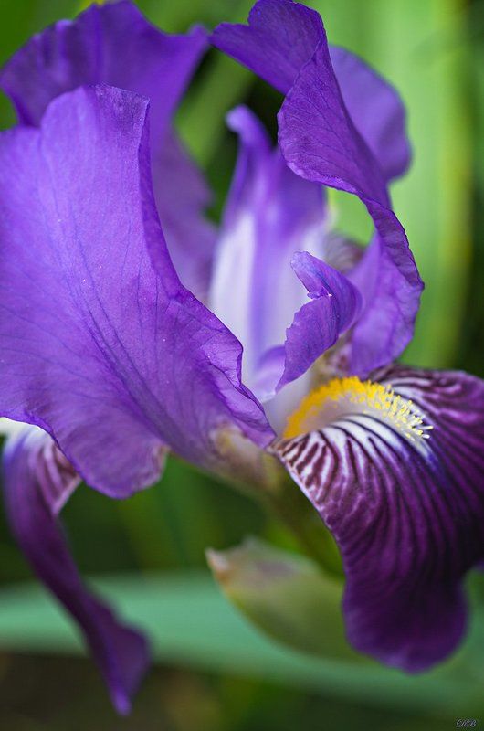 blue, close-up, color, colors, color image, flower, flowers, garden, green, image, iris, macro, nature, photography, plant, plants, Iris from My Garden фото превью