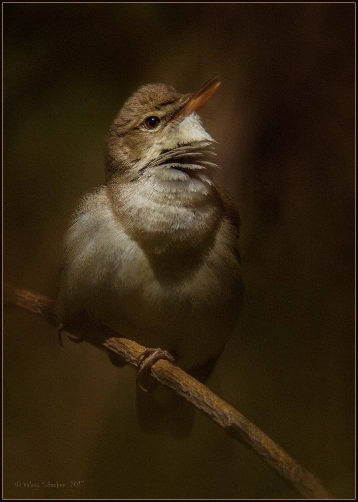 , Валерий Субачев