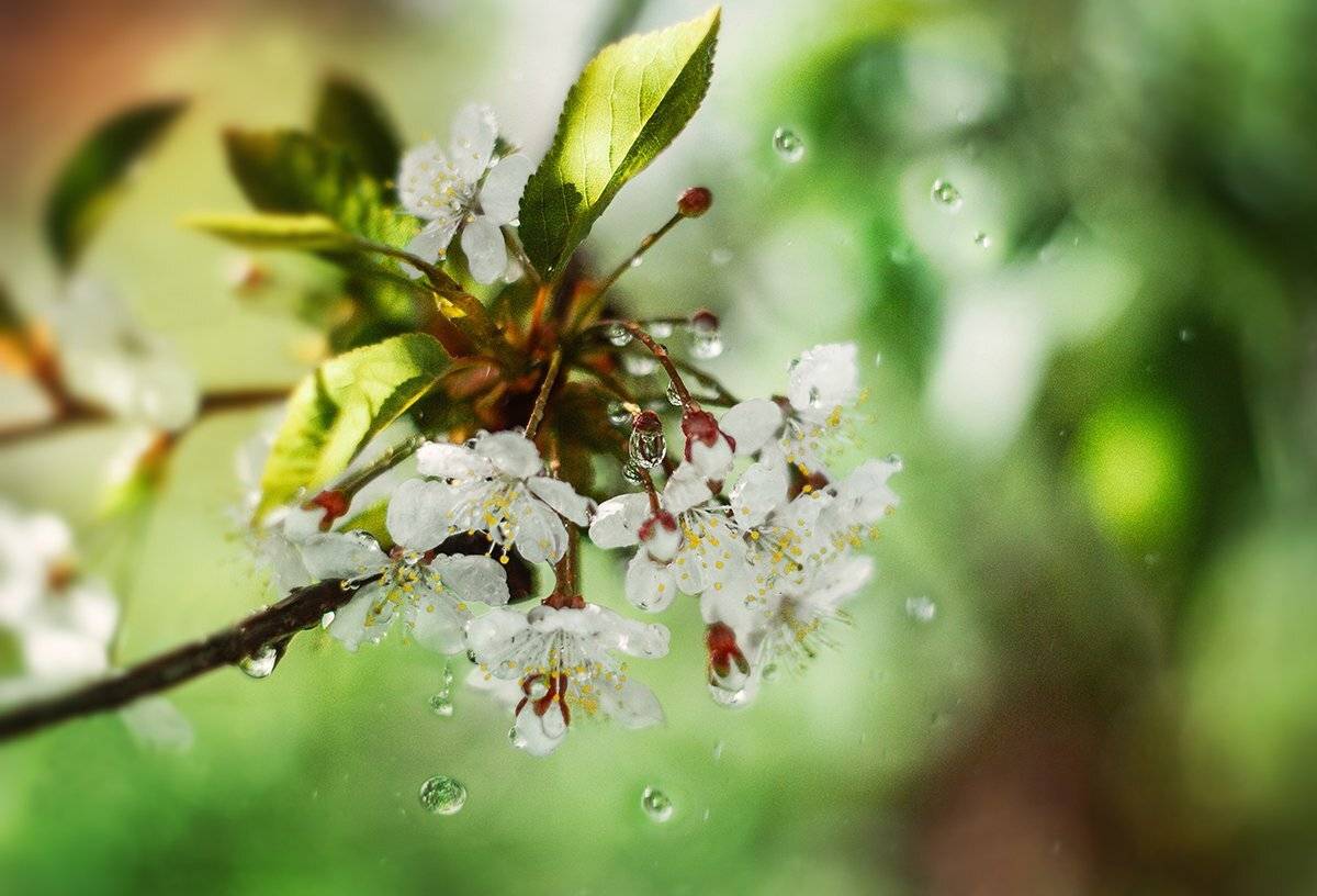 , Чернякова Анна