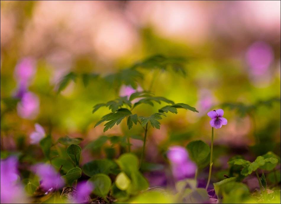 , Бурлов Андрей