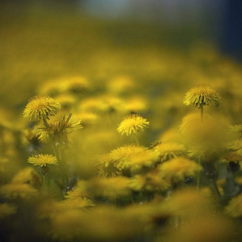 Трава - золотая голова фото превью