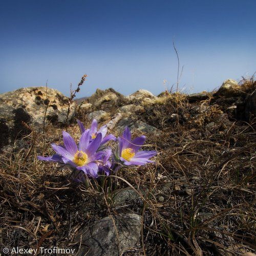 Подснежники Байкала