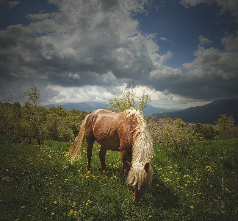 Крым. На плато. фото превью