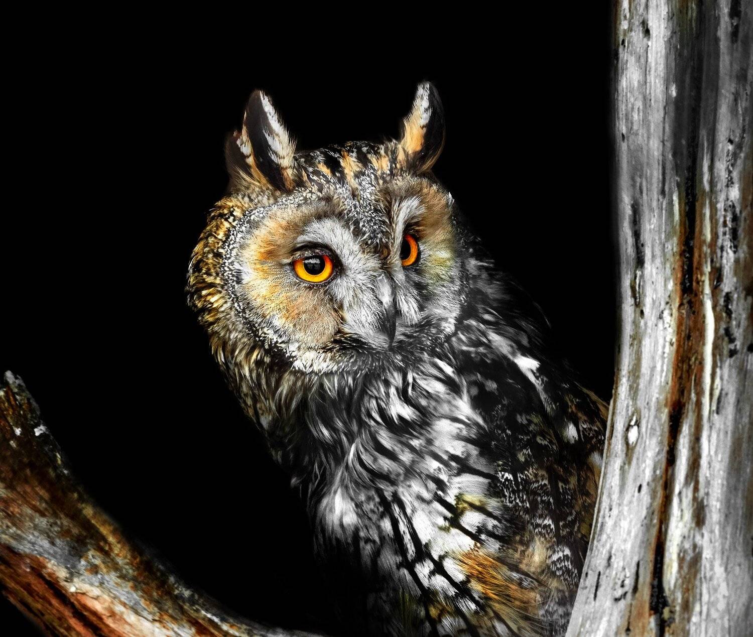 , Олег Богданов