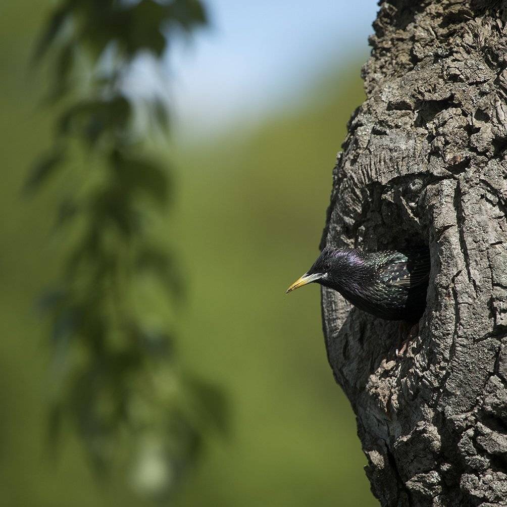 , Иваненко Светлана