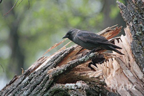 Возле гнезда.