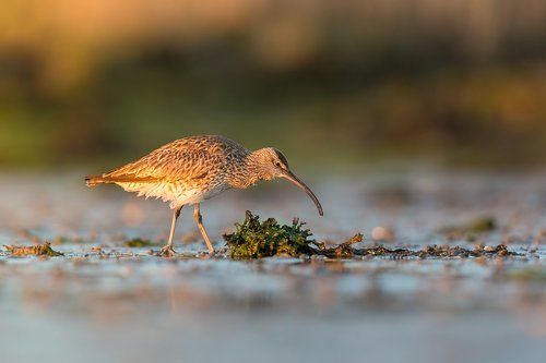 Curlew