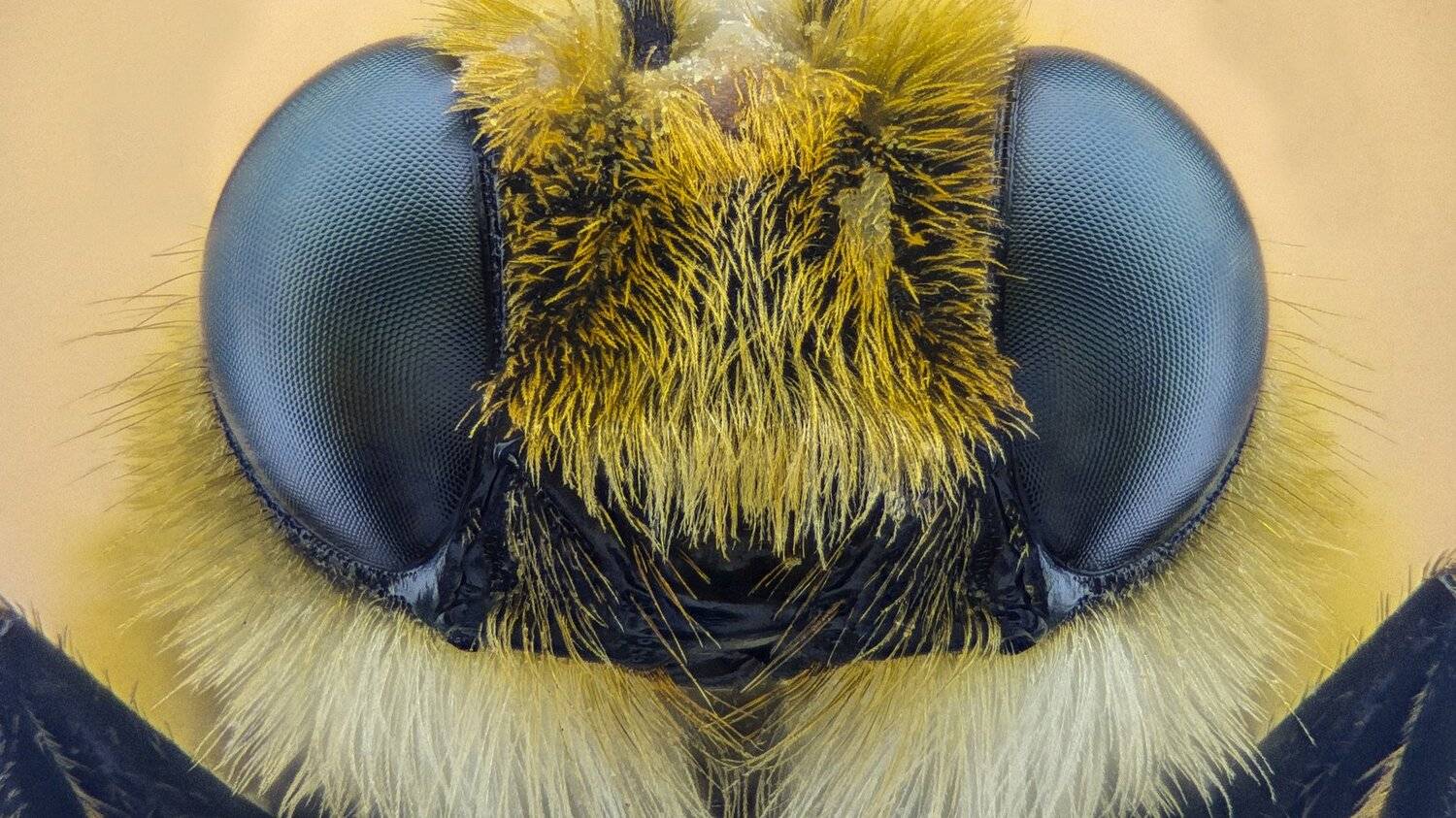 ceclii,macro,lgg4, extrememacro,  макро, Tsvetan Ganev