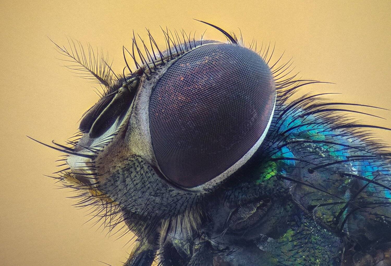 ceclii,macro,lgg4, extrememacro,  макро, Tsvetan Ganev