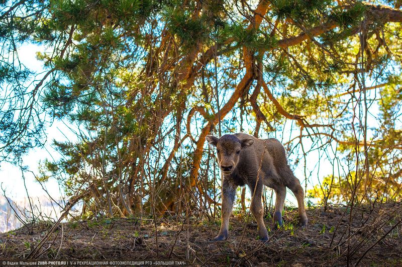 зубр, животные, кавказ, адыгея, горы, дикие, Первая встреча фото превью