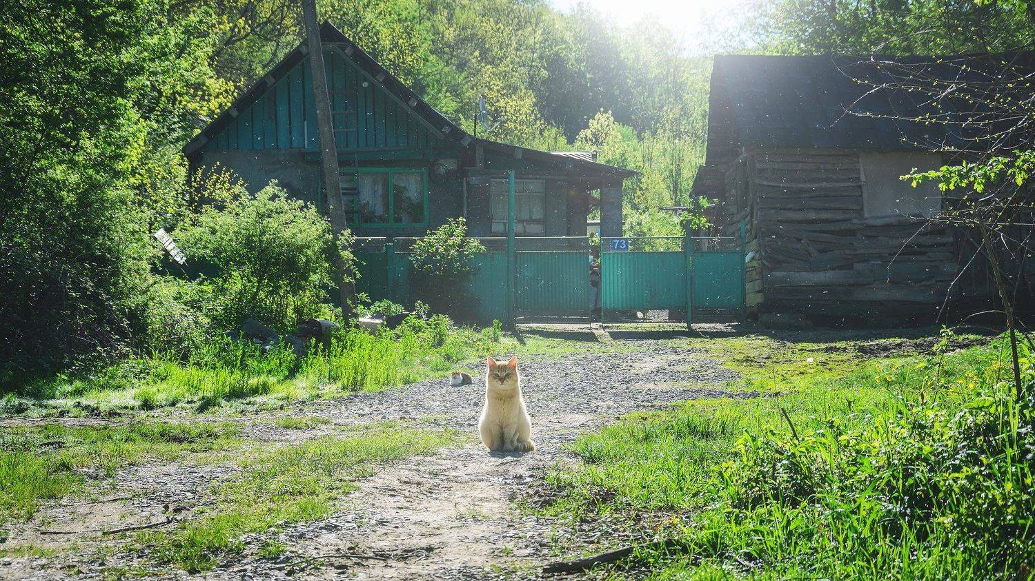 утро, кот, дом, Анатолий Щербак