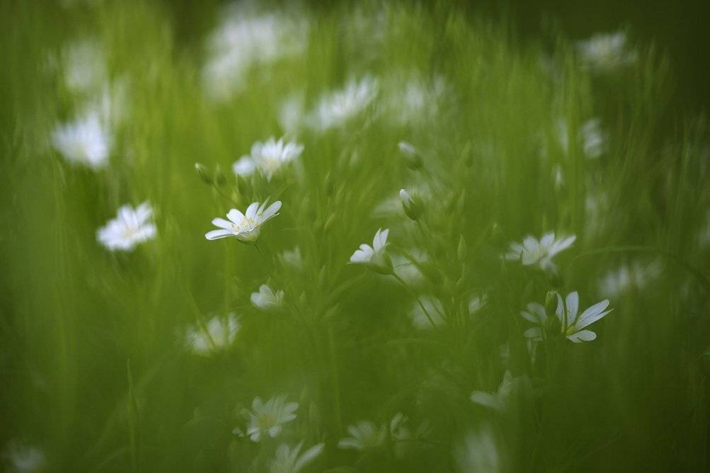 , Иваненко Светлана