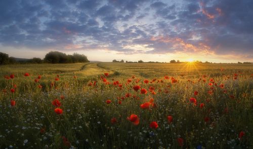 Poppies sunset.