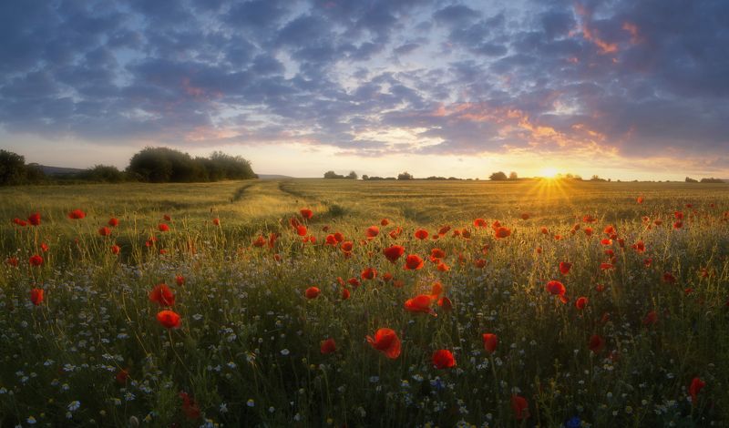 landscape,poppies,пейзаж,природа,nature,flowers,colors,red,fields,sunlight,clouds Poppies sunset. фото превью