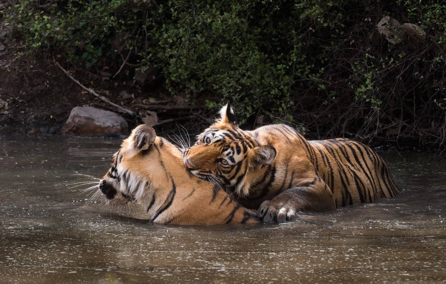 , Андрей Ведерников
