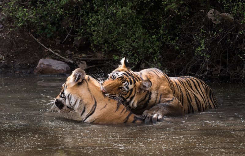 Тигрячьи нежности фото превью