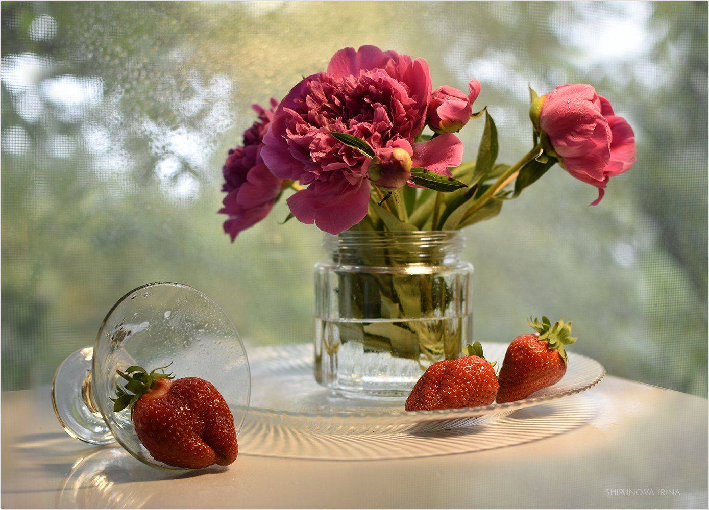 , Шипунова Ирина