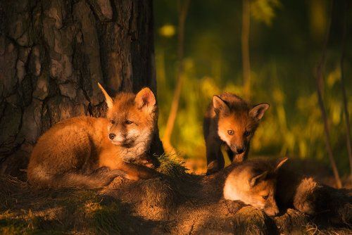 In the last rays...